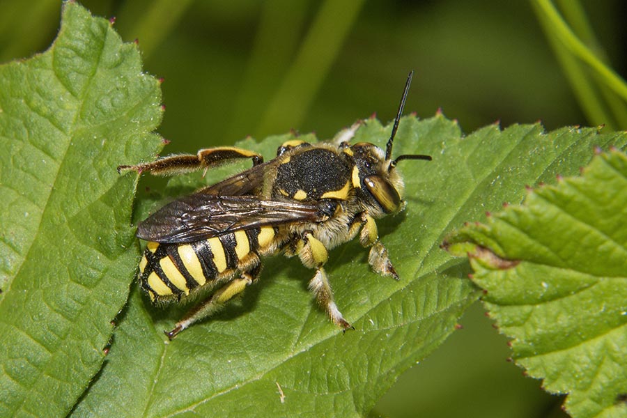 Anthidium florentinum?  S !