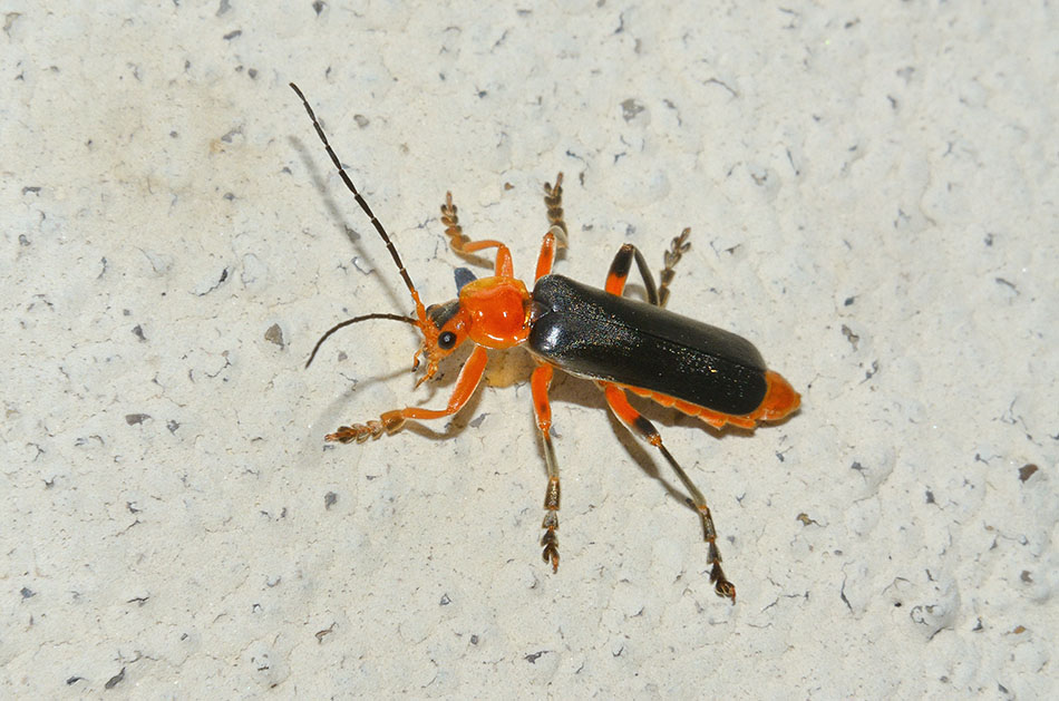 Cantharis livida