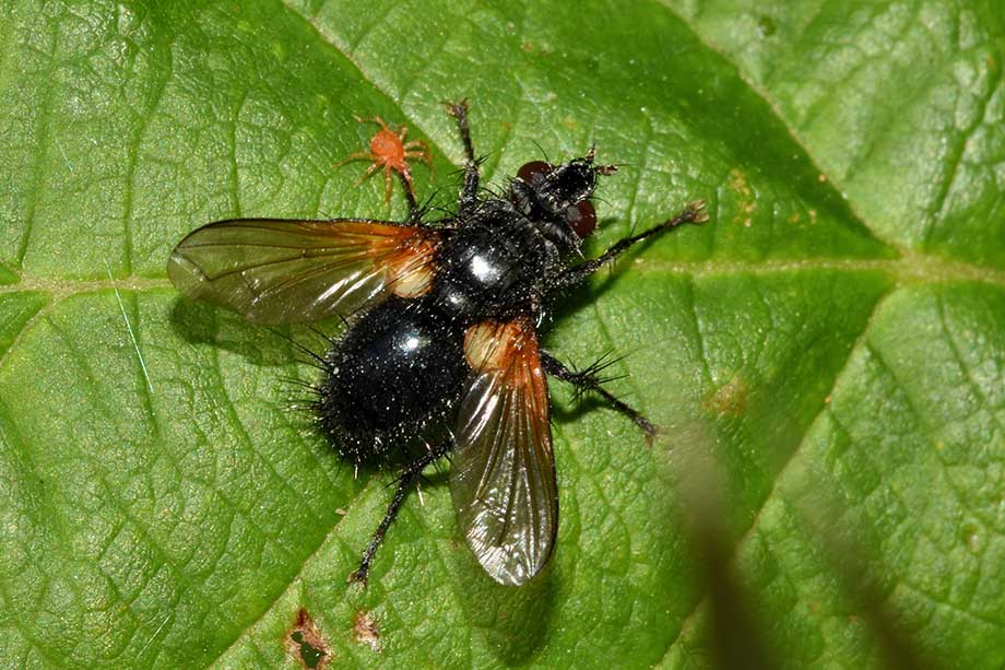 Tachinidae: Zophomyia temula