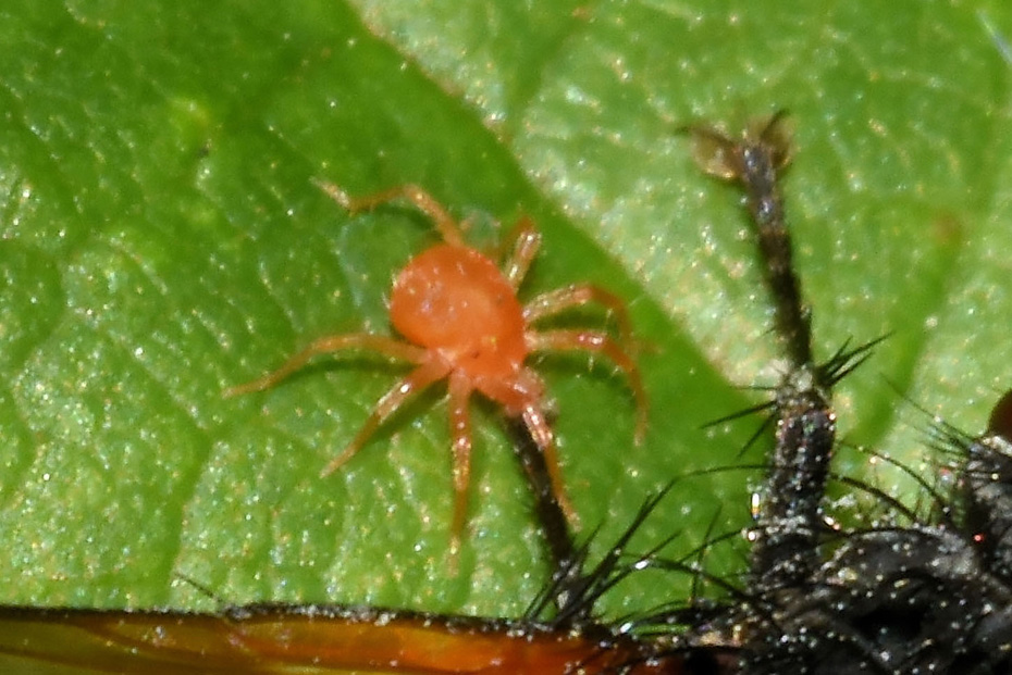 Tetranychus urticae? No, Anystidae: cfr. Anystis sp. , Natura ...