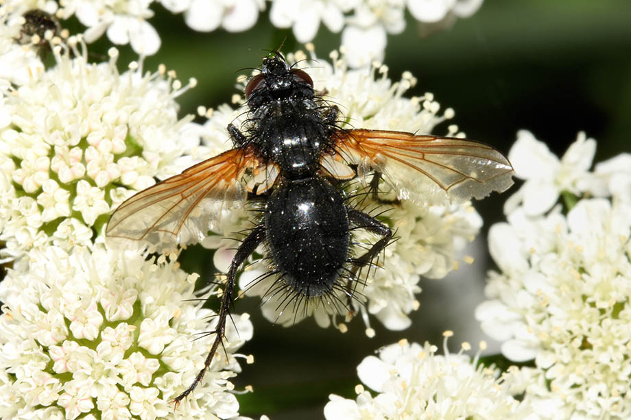 Tachinidae: Zophomyia temula