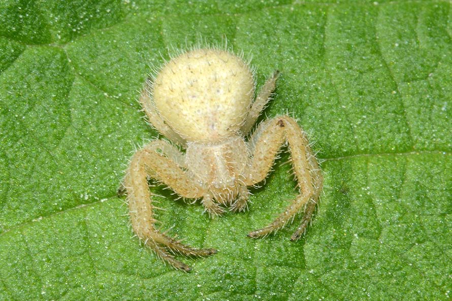 Heriaeus sp., giovane  - Cascina (Pisa)