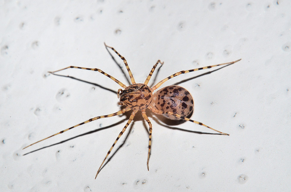 Scytodes thoracica - Cascina (PI)