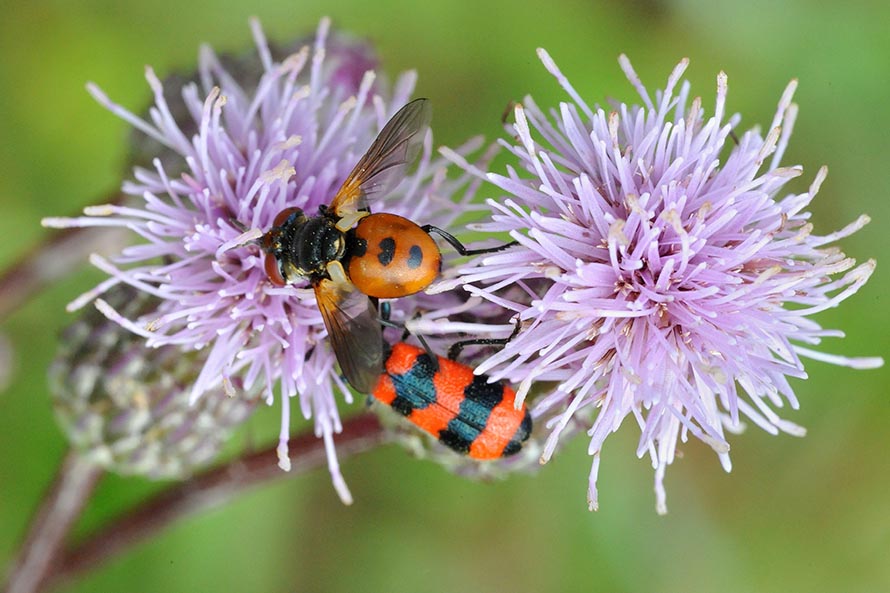 Identificazione Tachinidae: Gymnosoma sp.