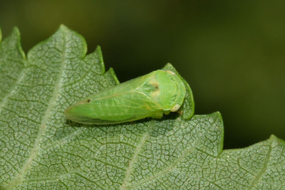 Iassus scutellaris (Cicadellidae)