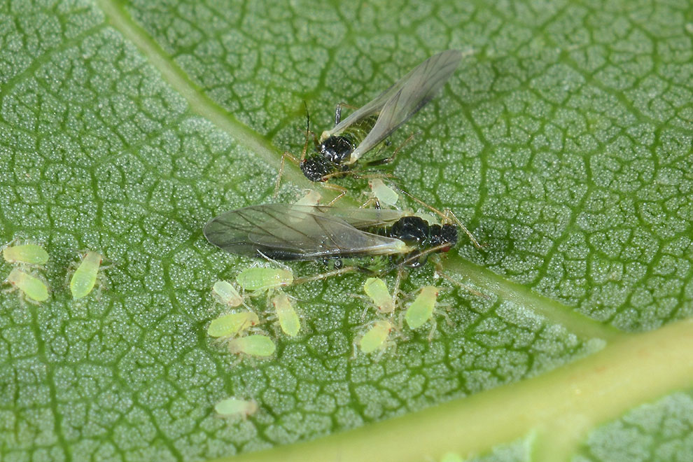 Aphididae:  Aphis cfr. gossypii