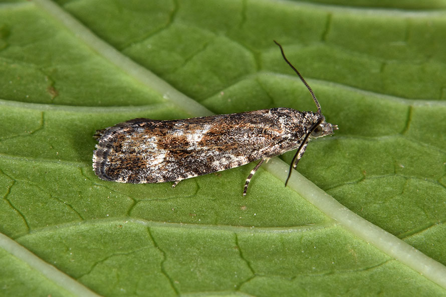 Identificazione falena,  Zeiraphera griseana - Tortricidae