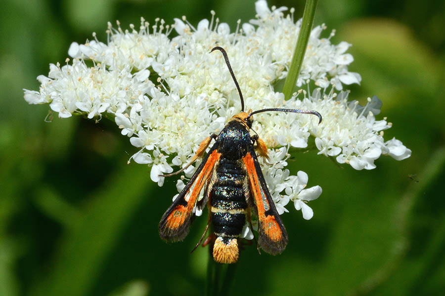 Pyropteron chrysidiformis?