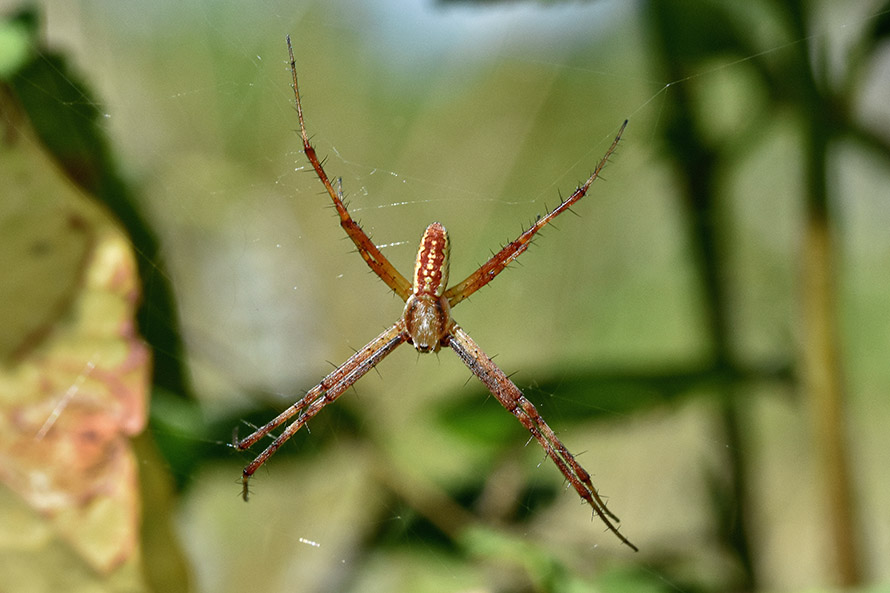 Argiope bruennichi maschio - Cascina (PI)