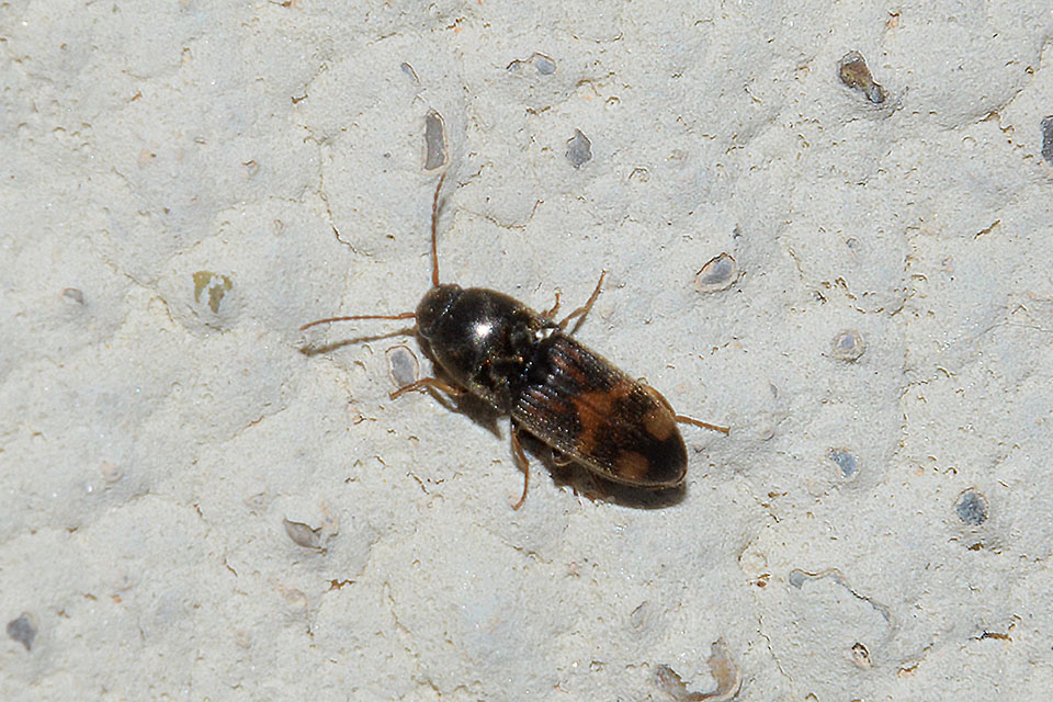 Drasterius bimaculatus