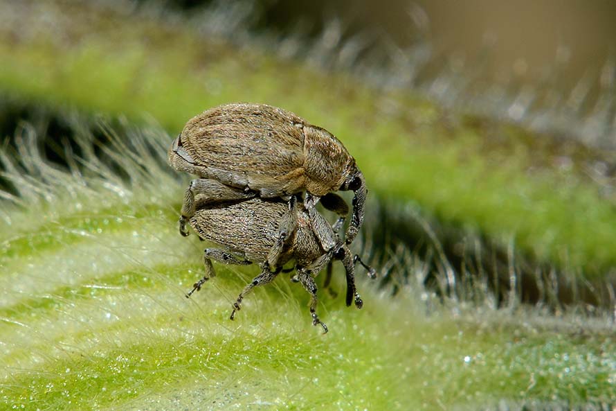 Curculionidae: Sibinia pellucens