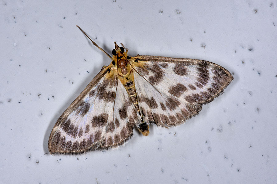 Anania hortulata? S