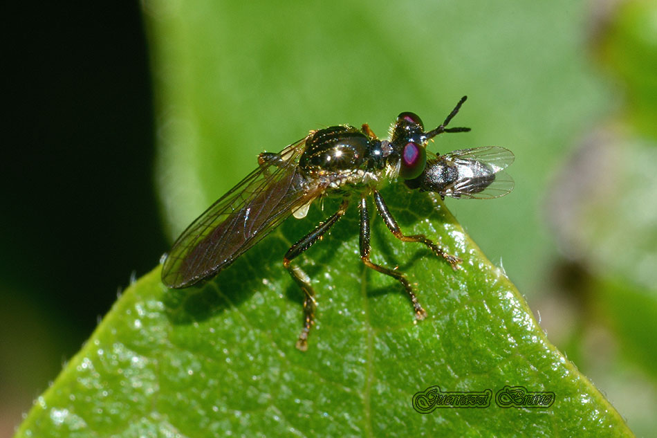 Asilidae con preda: Dioctria sp.