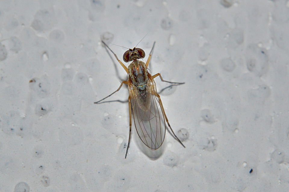 edetera sp. (Dolichopodidae)