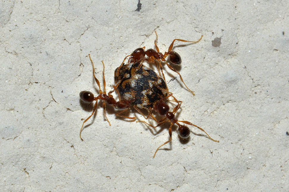 Pheidole pallidula che attaccano Anthrenus sp.