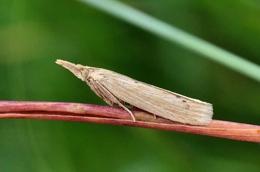 Identificazione falena - Ematheudes punctella, Pyralidae