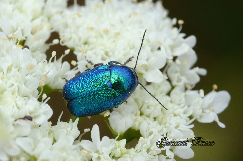 Id coleottero: Cryptocephalus sp.