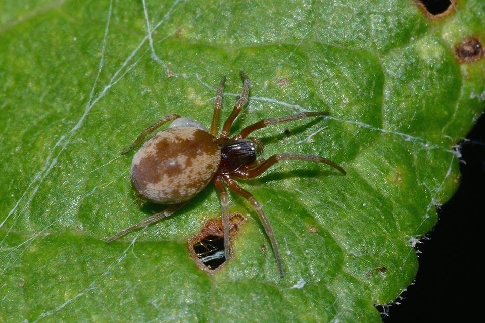 Dictyna sp. con larva parassita - Cascina (PI)