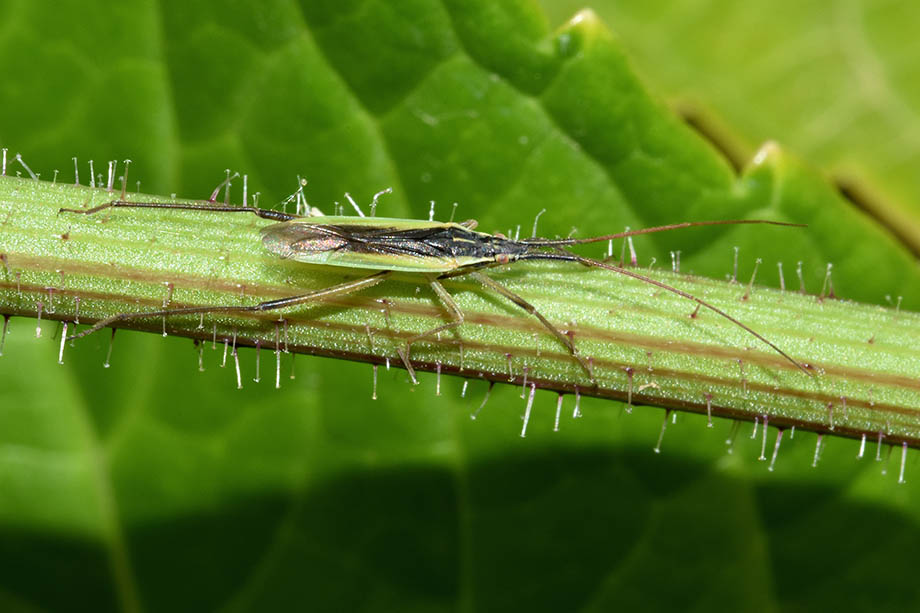 Miridae: Notostira cfr. elongata, maschio