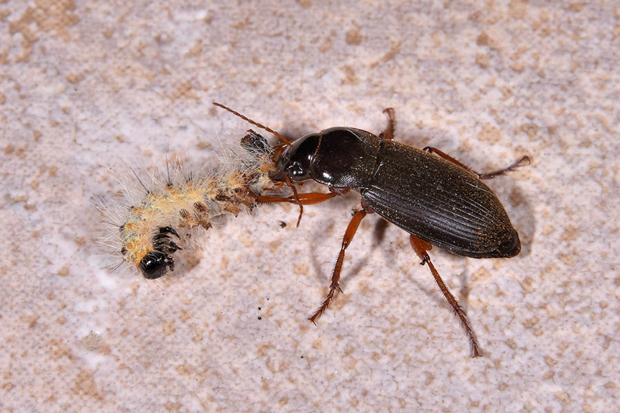 Carabidae:  Pseudoophonus rufipes