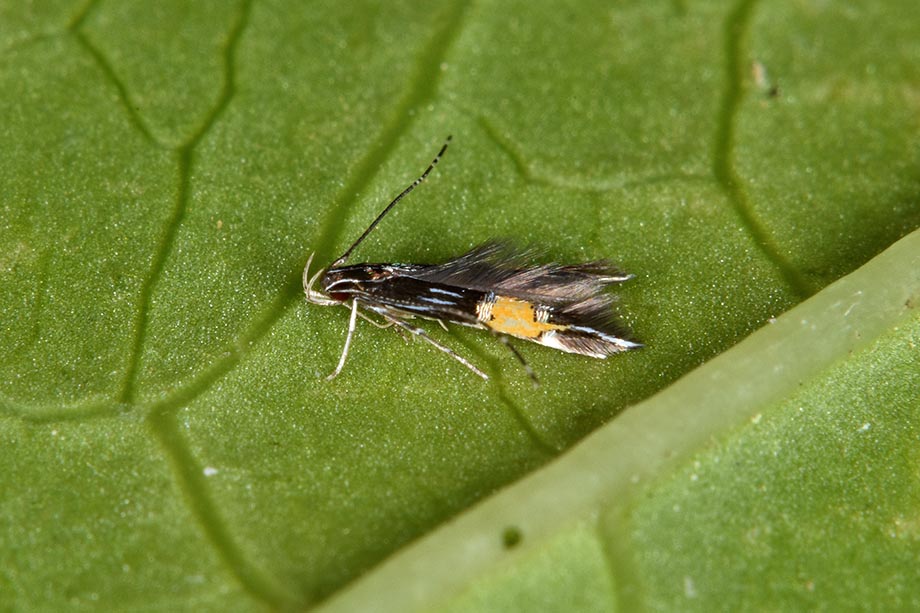 Identificazione falena - Cosmopterix pulcherimella (Cosmopterigidae)