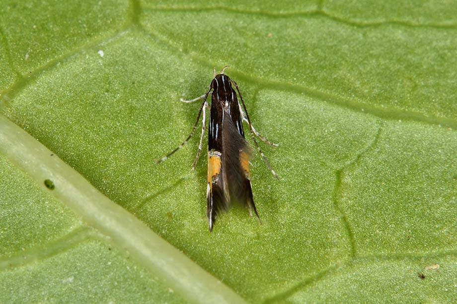 Identificazione falena - Cosmopterix pulcherimella (Cosmopterigidae)