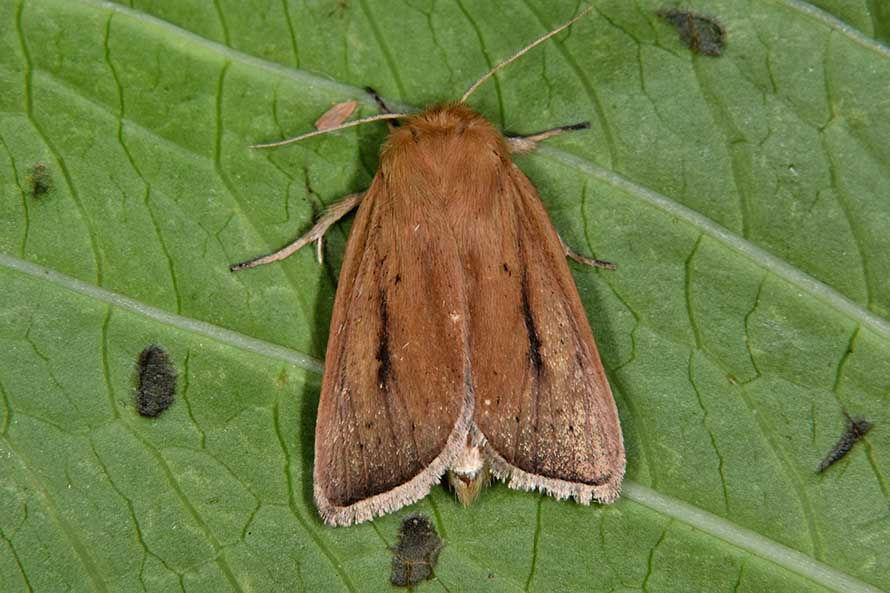 Sesamia nonagrioides? - S, Noctuidae