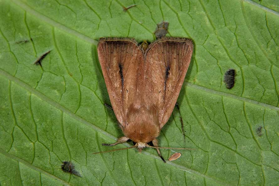 Sesamia nonagrioides? - S, Noctuidae