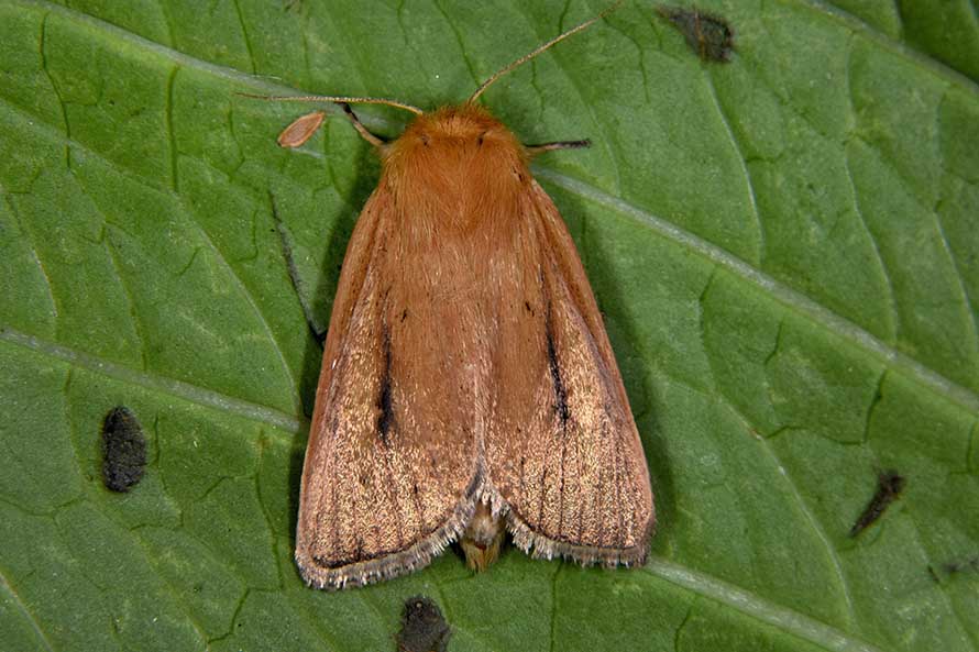 Sesamia nonagrioides? - S, Noctuidae