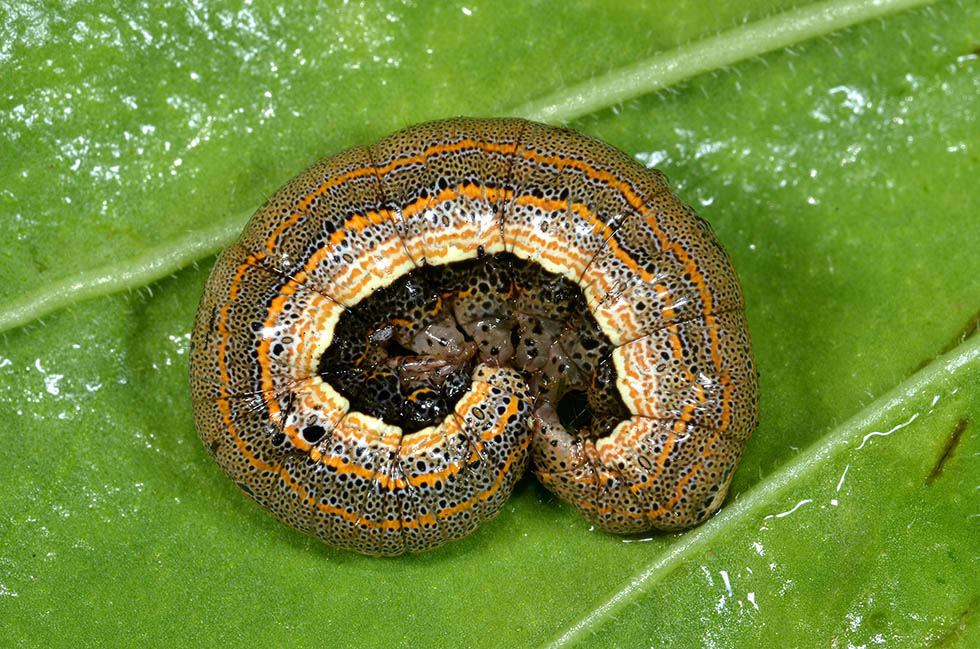 Identificazione bruco: Aedia leucomelas - Noctuidae