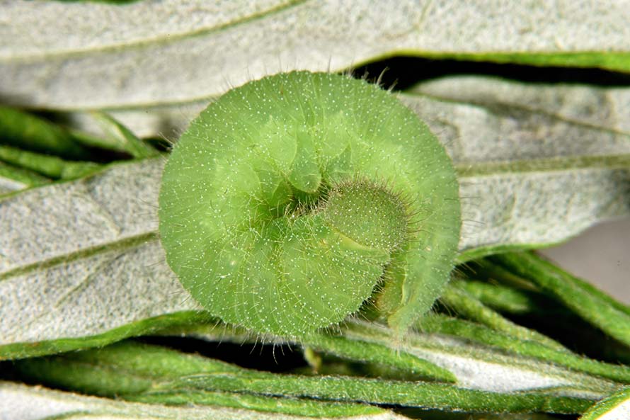 Identificazione bruco - Nymphalidae Satyrinae:  cfr. Maniola jurtina