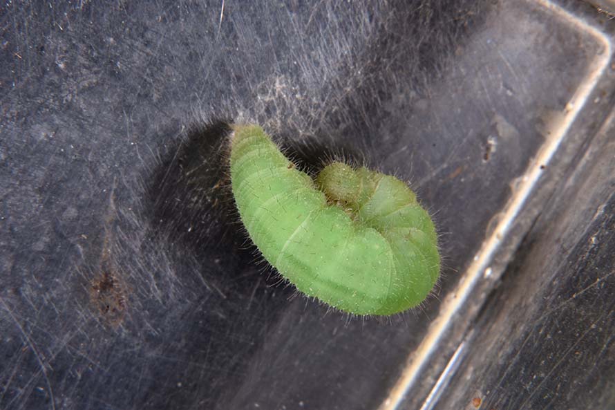 Identificazione bruco - Nymphalidae Satyrinae:  cfr. Maniola jurtina