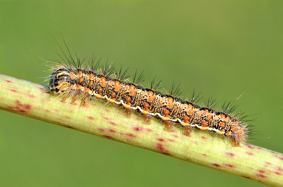 Identificazione bruco - cf. Simyra  albovenosa