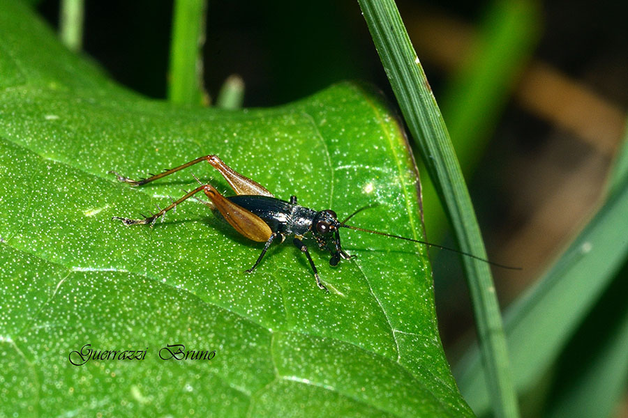 Trigonidium cicindeloides?