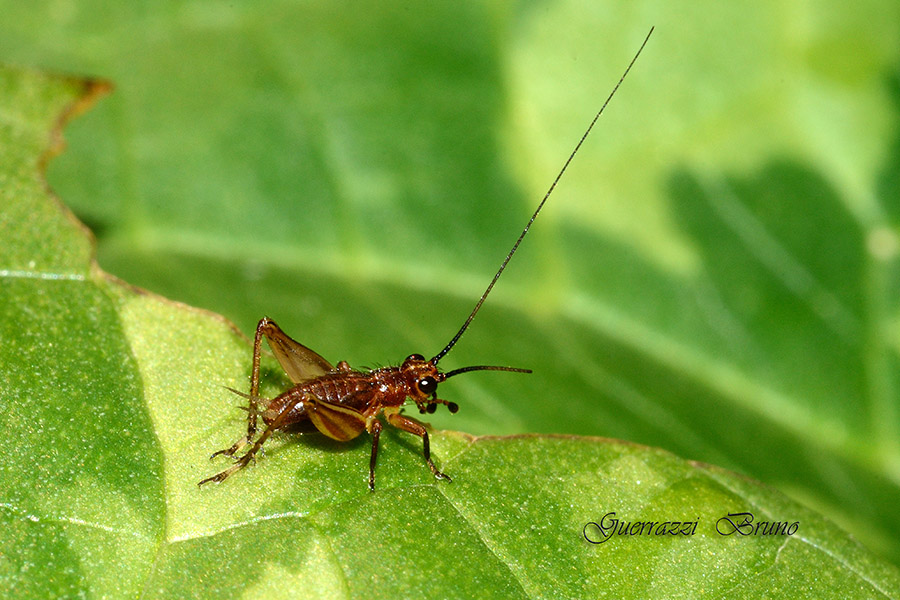 Trigonidium cicindeloides?