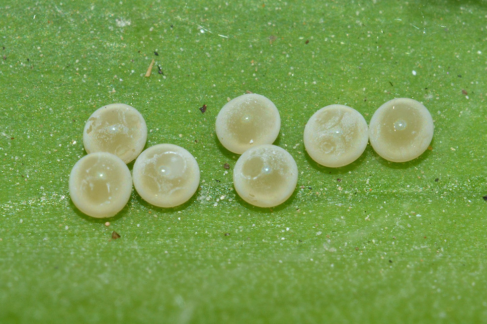 Philaeus chrysops - Cascina (PI)