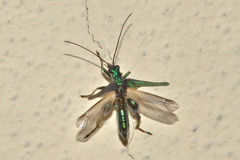 Oedemera nobilis maschio-Cascina  (Pi)