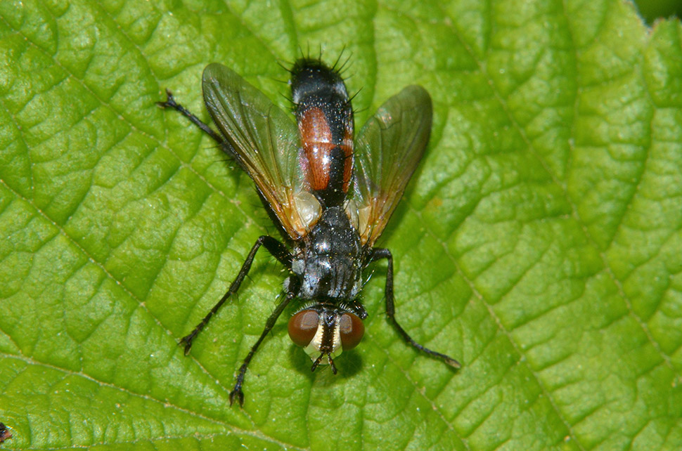 Cylindromyia sp (Tachinidae)