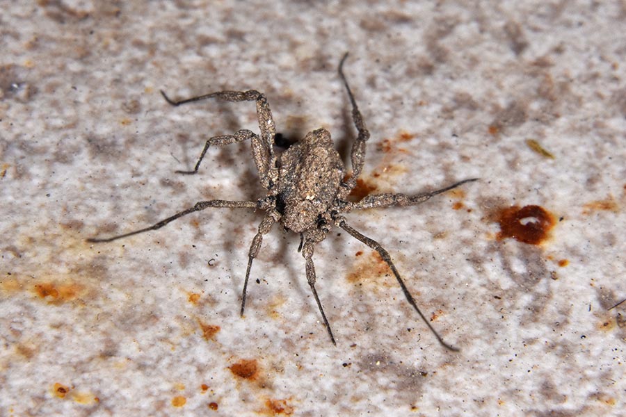 Dicranolasma sp.  (Dicranolasmatidae)