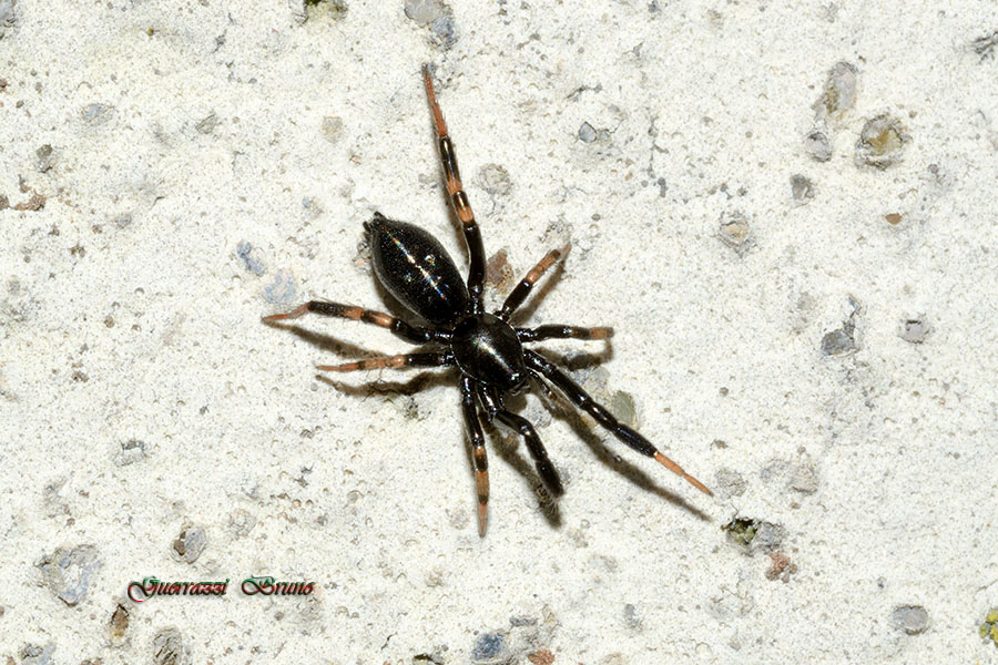 Setaphis carmeli (Gnaphosidae) - Cascina (PI)