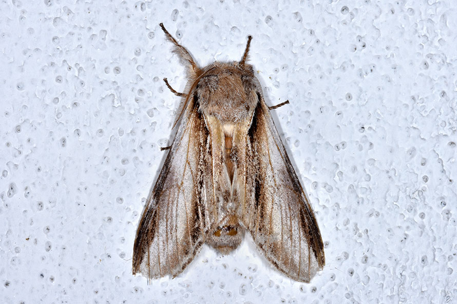 Identificazione falena - Pheosia tremula, Notodontidae