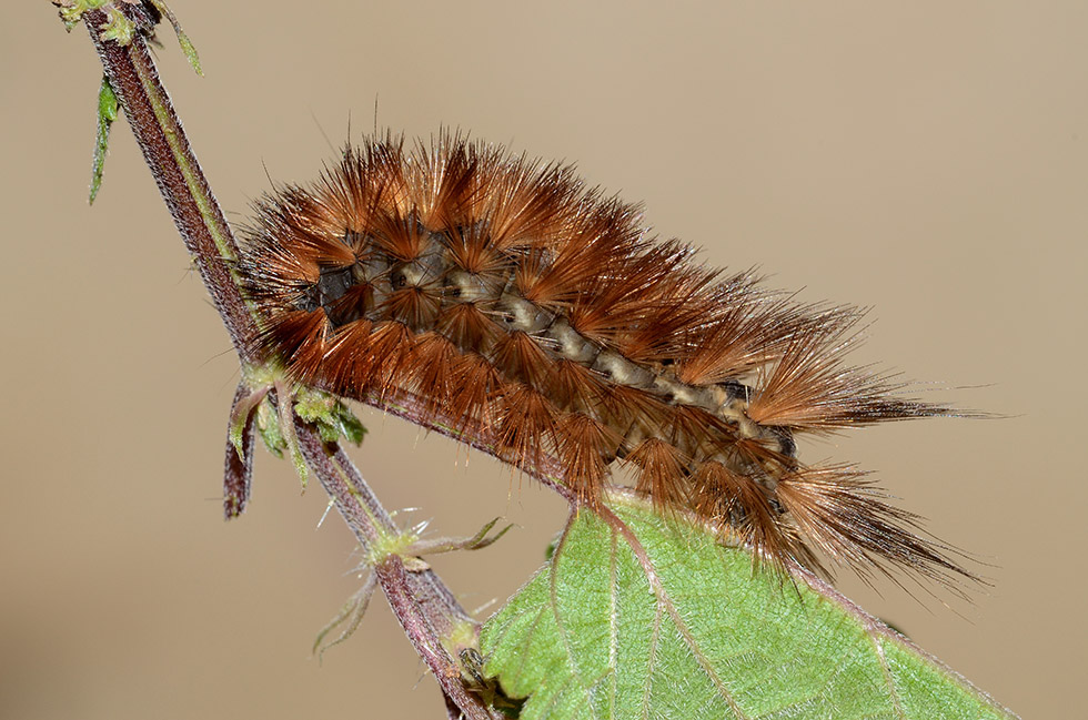 Spilosoma lubricipeda?