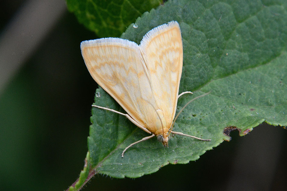 Identificazione falena