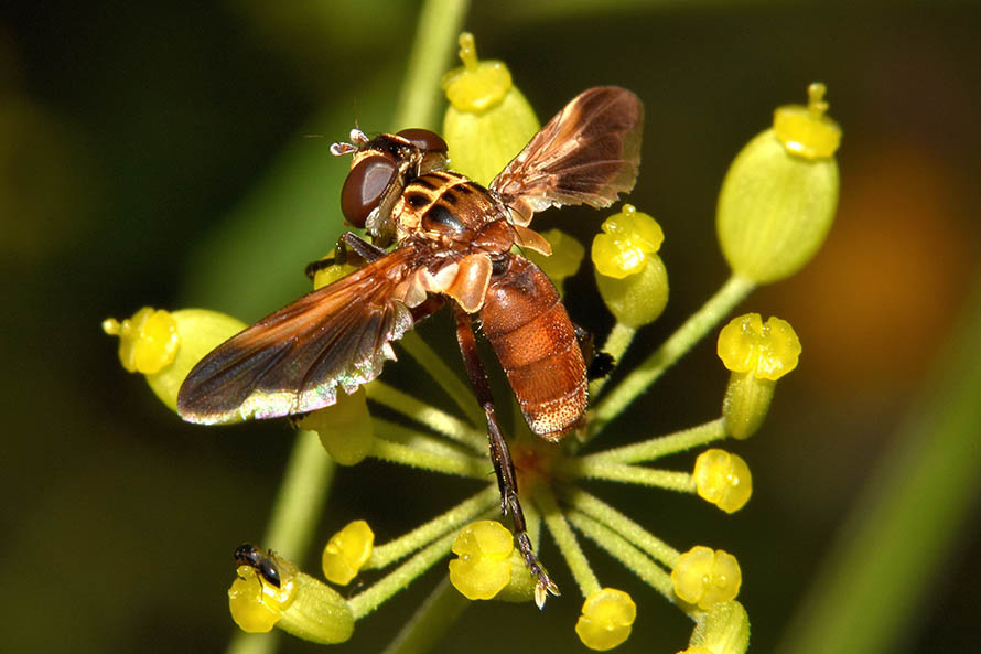 Tachinidae: Trichopoda (Trichopoda) pennipes