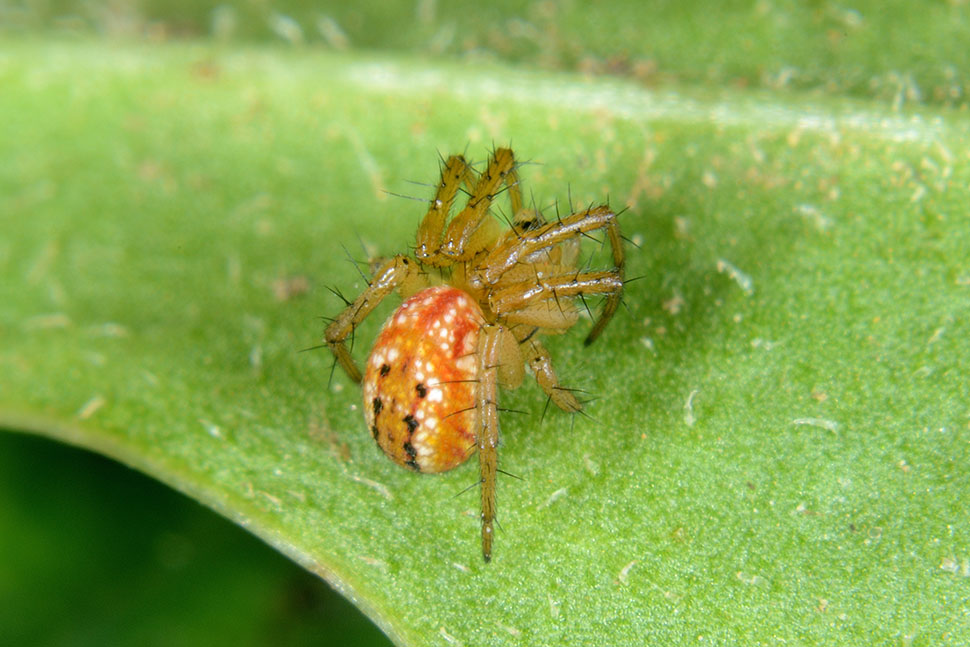 Giovane Mangora acalypha - Cascina (PI)