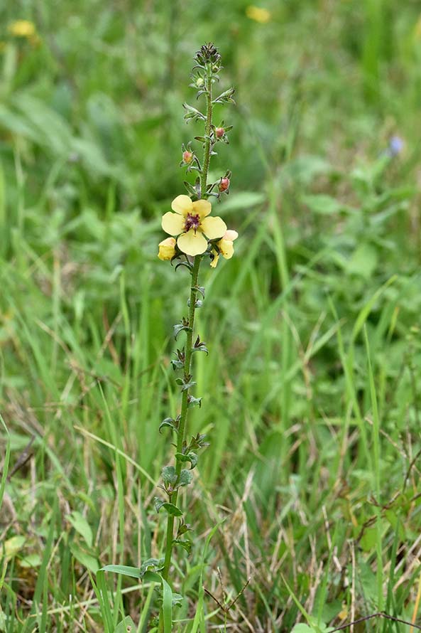 Verbascum blattaria  (Scrophulariaceae)