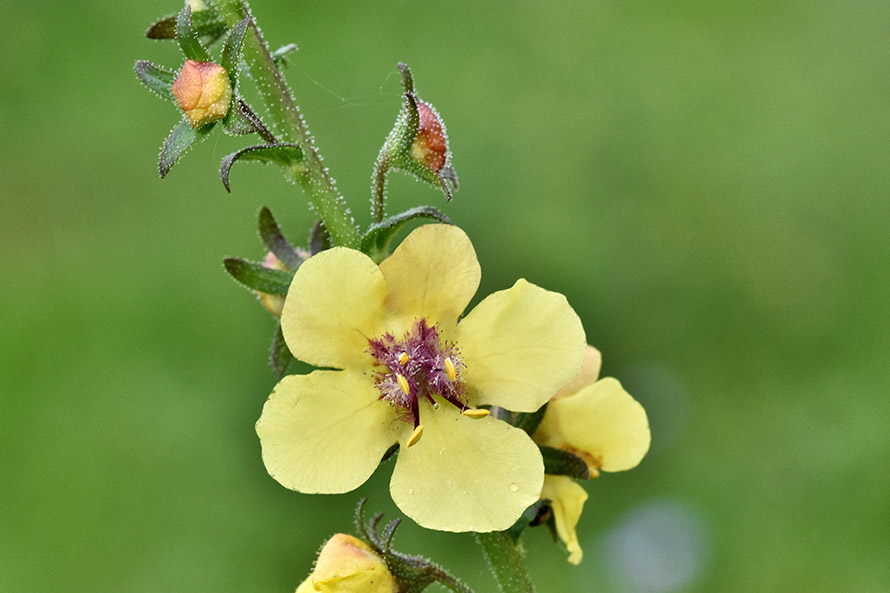 Verbascum blattaria  (Scrophulariaceae)