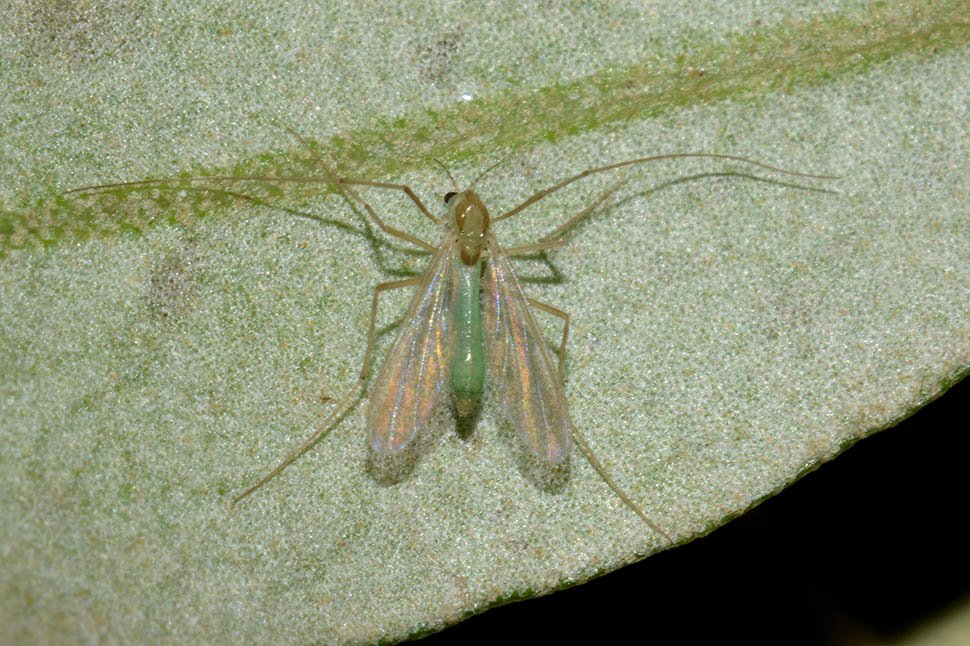 Id Chironomidae