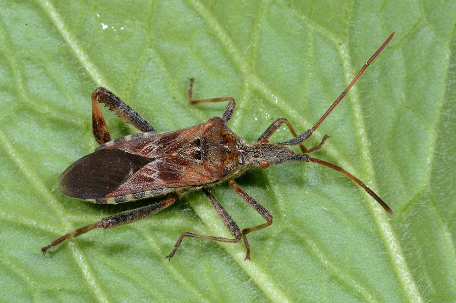 Coreidae:  Leptoglossus occidentalis