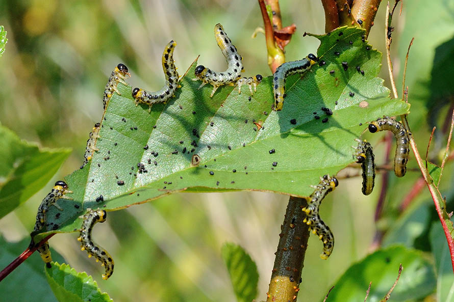 Croesus septentrionalis (Tenthredinidae )